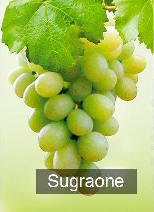 Grape from Peru supplied by Sang Barrents´S Company S.A.C. - Italia (=Moscatel Italia) Fresh Grape