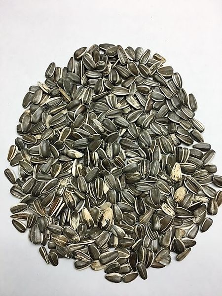 Confection or Stripe Sunflower seeds from 캐나다 supplied by AgriTel Grain Ltd - Unhulled 해바라기 씨