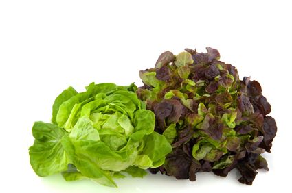 fresh lettuce from 네덜란드 supplied by Fresh Wise - Fresh (=Chilled) 신선 상추