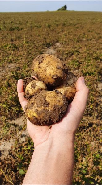 Potatoes from Czechia supplied by Supikovice - Brown Fresh Common Potato