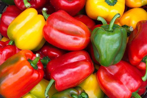 Fresh Bell Pepper from Germany supplied by OGL Food Trade Lebensmittelvertrieb Ltd. - Whole Fresh Bell Pepper