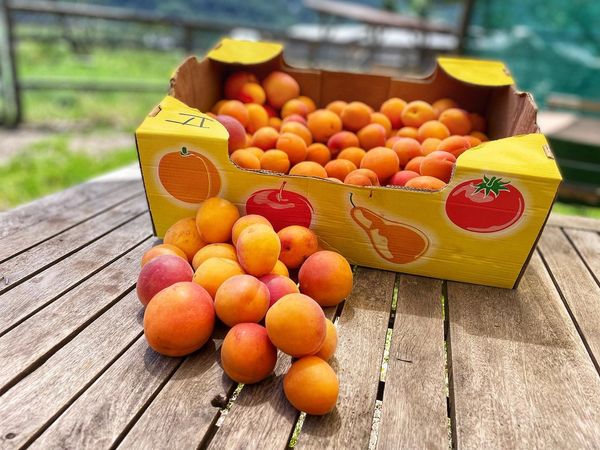 Fresh Apricot from Switzerland supplied by Philfruits - Orange Fresh Apricot