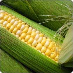 Yellow Maize Corn from 싱가포르 supplied by Ponna Trading Private Limited - 옥수수