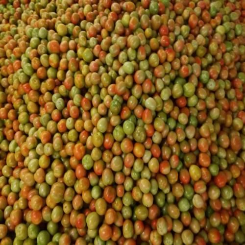 Tomato from 인도 supplied by Arjun foods - 3 (> 30 ≤ 35 mm) 신선 토마토