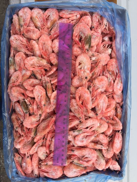 Shrimp from United States supplied by Elnora Farms Inc - Frozen Squid
