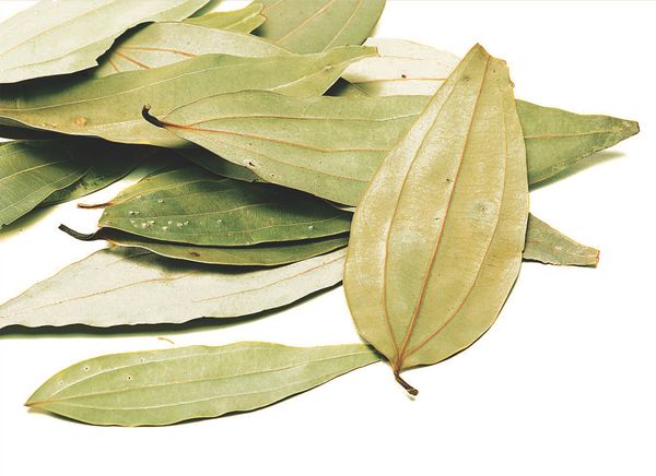 dried bay leaves from 인도 supplied by PHINIX INTERNATIONAL - Dried (=Dehydrated) 월계수 잎