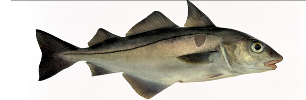 Fresh Atlantic Haddock from Norway supplied by ARCTIC LINEFISH AS - With Bone Frozen Haddock