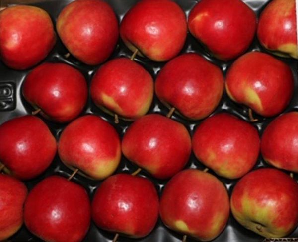 Apples from 독일 supplied by Elbegarten GmbH - Dessert Apple 신선 사과