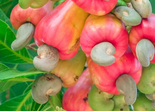 Raw In Shell Cashew Nuts from Benin supplied by Starbrands SARL Benin - Tanzanian Type Raw Cashew Nut