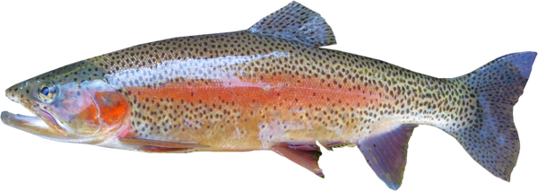 Rainbow trout from Poland supplied by Hodowla pstrąga tęczowego Mazury - Rainbow Trout Fresh Trout