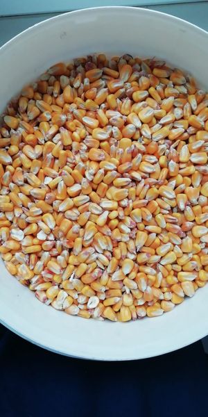 Organic Corn from our farms from 가나 supplied by YEA ECSTASY LTD - Seco (=Dry Corn) 옥수수