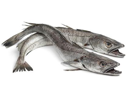 Hake from 영국 supplied by G & J Jack Seafoods Ltd - Whole (=In The Round) 냉동 헤이크