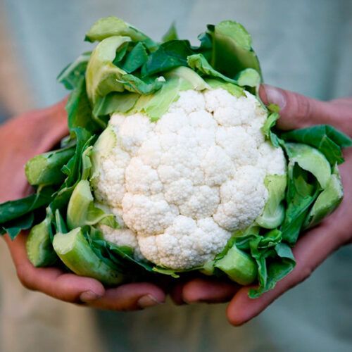 Fresh Whole Cauliflower from Spain supplied by S.A.T. Nº2457 SAN CAYETANO - ALPI - Whole Fresh Cauliflower