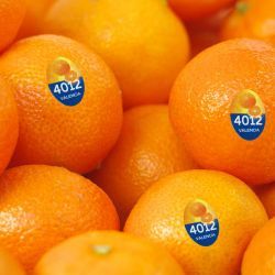 Orange from 캐나다 supplied by Amira Inc. - 주황색 신선 오렌지