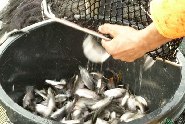 Trout from Poland supplied by Gospodarstwo Rybackie Kozin - With Bone Frozen Trout