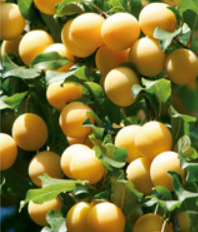 Plum from 독일 supplied by Rolker Ökofrucht GmbH - Plum - Mirabelle 신선 자두