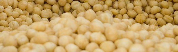 Macadamia Nut from Zimbabwe supplied by Macadamia Nut Company PVT LTD - Whole Kernel Macadamia Kernel