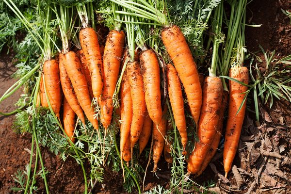 Carrots from 멕시코 supplied by Coprimex - Fresh (=Chilled) 신선 당근