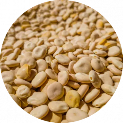 Lupine from 독일 supplied by Prolupin GmbH - White 루핀