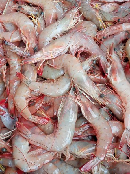 Shrimp from Ecuador supplied by Global Aliment Inc. - Fresh (=Chilled=Raw) Frozen Common Shrimp & Prawn