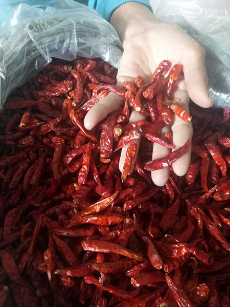 Dried Chili from 베트남 supplied by Mai Ka Company Limited - Class 1 말린 통고추