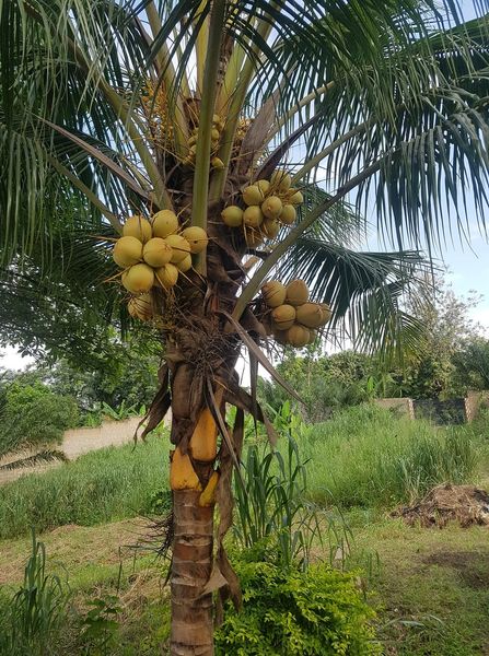 coconut from Ghana supplied by Otumi farms - Whole Other Fresh Coconut