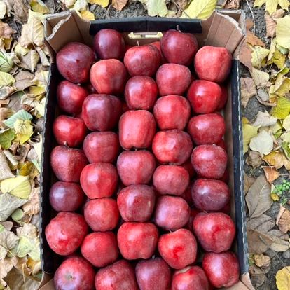 Red Apple from 몰도바 supplied by Domulterra SRL - Red 신선 사과