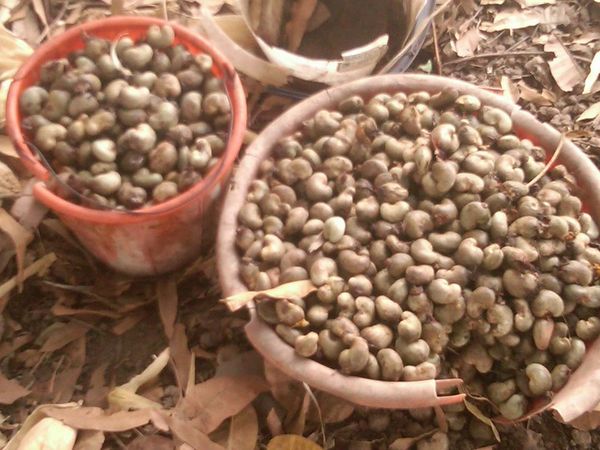 Cashew nuts from Nigeria supplied by AgroExport - Medium Cashew Nut Kernel