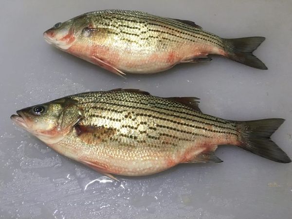 Bass fish from 미국 supplied by Vincent Piazza, Jr. & Sons Seafood, Inc. - Whole (=In The Round) 냉동 배스