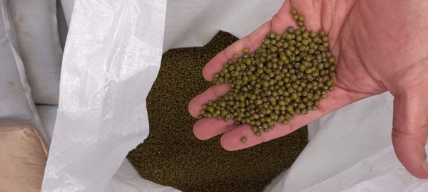 Mung beans from 페루 supplied by Natur Foods Peru - Dried (=Dehydrated) 말린 녹두
