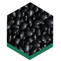 Black Bean from 아르헨티나 supplied by Establecimiento San Patricio S.A. - PP Bags (50kg) 블랙빈