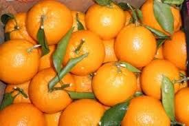Fresh Mandarin from India supplied by Skyrth International Services Private Limited - Nagpur Suntara (=Ponkan=Batangas=Warnurco=Chinese Honey orange) Fresh Mandarin