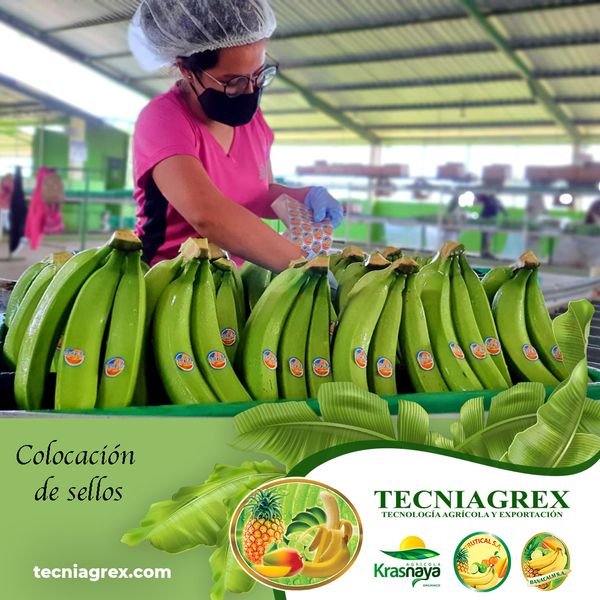 Fresh Whole Banana from Ecuador supplied by TECNIAGREX S.A. - Conventional Fresh Banana