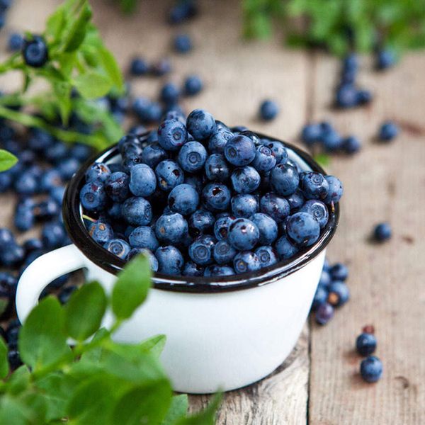 Blueberry from 남아프리카공화국 supplied by Ganico Organic Estate - Whole 신선 블루베리