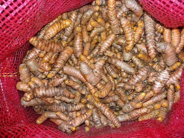 Turmeric from 페루 supplied by Agricola Nuestra Tierra S.A. - Excellent Quality 튜메릭