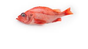 Fresh Redfish from 노르웨이 supplied by Ramoen AS - Deepwater Redfish (=Sebastes Mentella) 냉동 레드피쉬