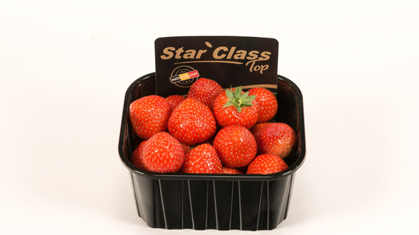 Strawberry from 벨기에 supplied by Primamundo - Red 신선 딸기