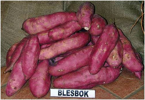 Sweet Potato from South Africa supplied by Risseeuw Boerdery - White Flesh - Blesbok Sweet Potato