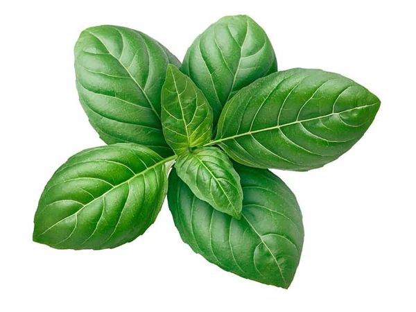 Basil from 미국 supplied by AMERICAN BOTANICALS - Green 바질