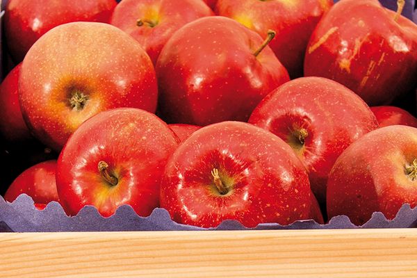 Fresh Apples from 폴란드 supplied by SADPOL Goszczyn - Najdared 신선 사과