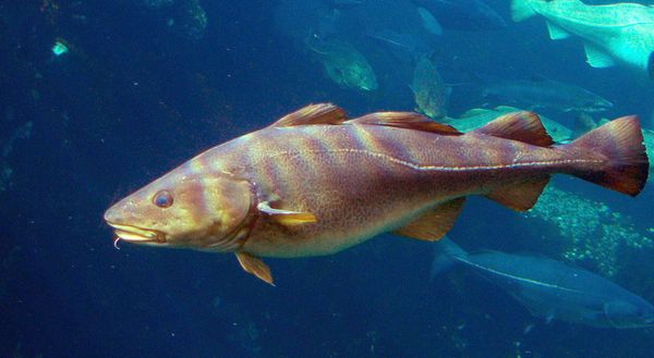 Fresh Cod from 독일 supplied by Euro - Baltic Fish Processing GmbH - 껍질 있음 냉동 대서양 대구