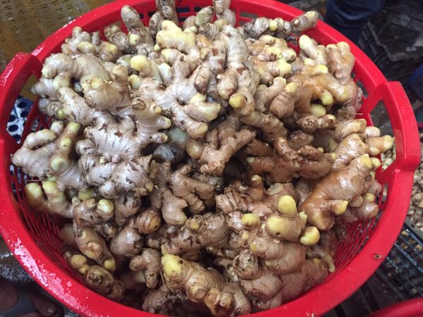 Vietnam fresh ginger- bird ginger- jahe emprit from Vietnam supplied by T & T AGRI IMPORT EXPORT CO ., LTD - High Quality Whole Ginger