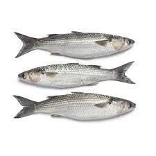 Frozen Mullet from 덴마크 supplied by Harald Iversen and Son - Frozen - Raw Frozen 냉동 가숭어