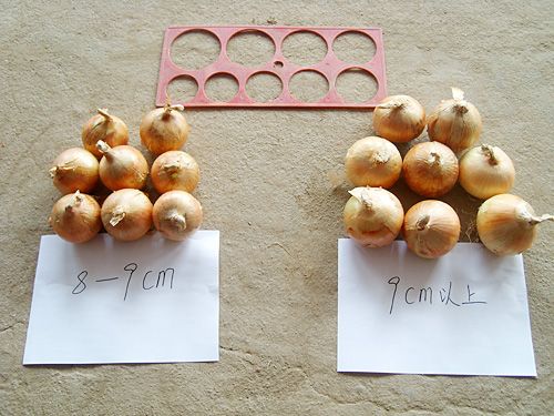 Fresh Onion from China supplied by Shouguang Peiling Vegetable & Food Co. Ltd - Fresh (=Chilled) Fresh Onion