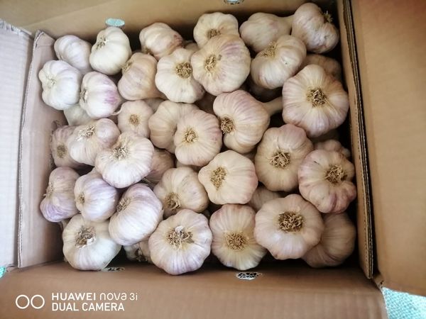 GARLIC from Egypt supplied by El Rawan for Import and Export - Size: 65 mm and larger Fresh Garlic