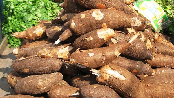 Cassava Root from 나이지리아 supplied by AgroExport - Farmed 카사바