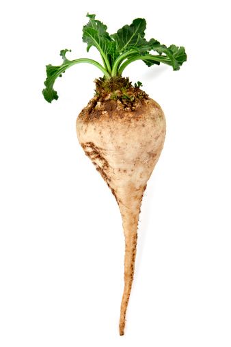 Sugar Beet from Russia supplied by LLC Mapo Vostok - Sugar Beet