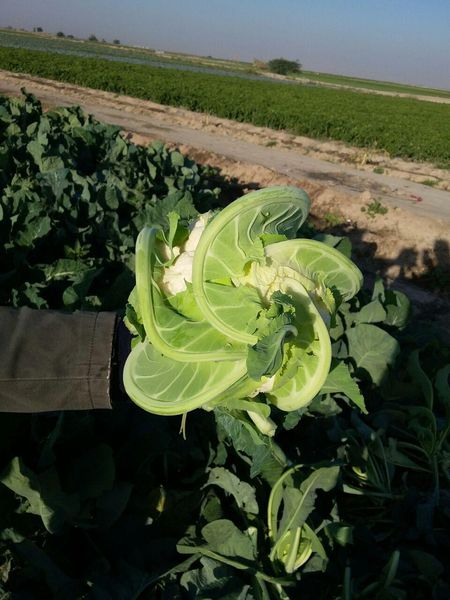 Fresh Cauliflower from 이란 supplied by Safiran Sepehr Paya - No. 1 신선 콜리플라워