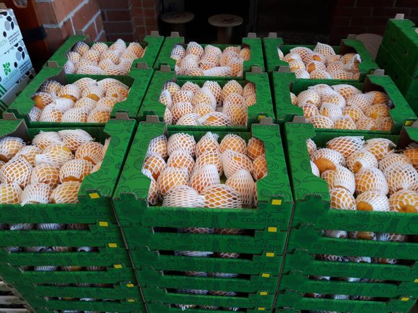 Sweet Granadilla from Colombia supplied by COLOMBIAN GREENS SAS - Ecuador - Local Variety Sweet Granadilla