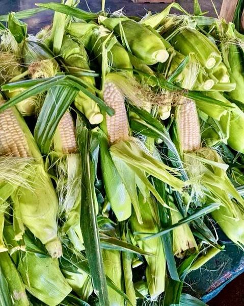 Corn from United States supplied by Forneris Farms - Whole Corn Maize (Corn)